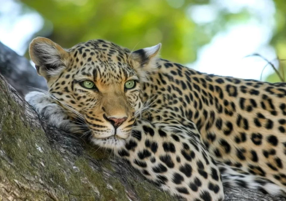 destinations-leopard-resting2-1200x800