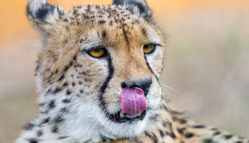 game drive