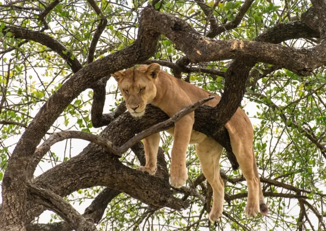 Lake Manyara National Park