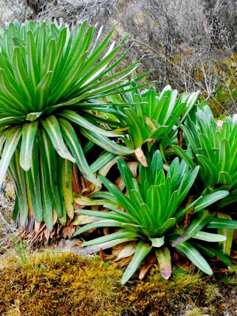 trip-page-featured-kilimanjaro-rare-plants-1170x850