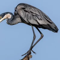 Lake Manyara National Park
