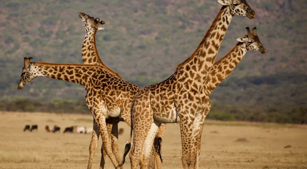 Tanzania safari and Zanzibar escape