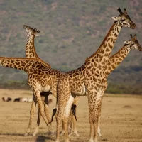 Tanzania safari and Zanzibar escape