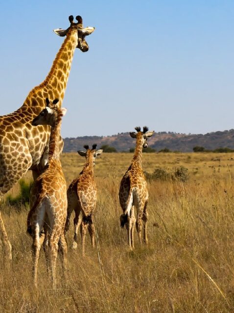 trip-page-gallery-giraffe-family-1170x850