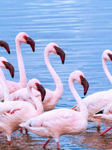 trip-page-gallery-pink-flamingos-1170x850