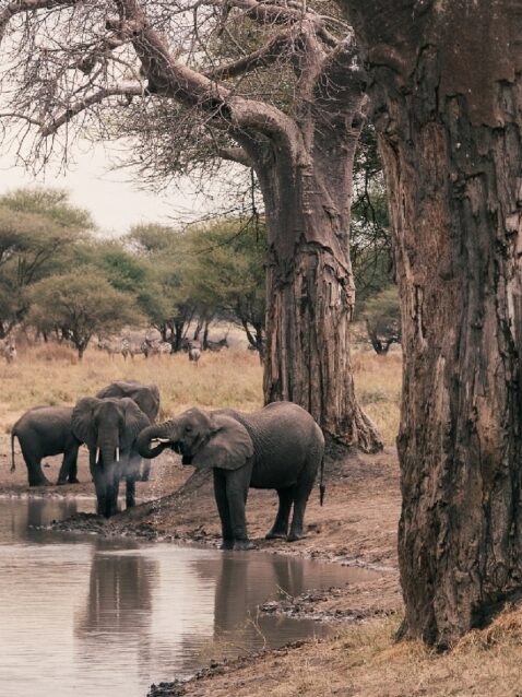 trip-page-gallery-tarangire-elephant-1170x850