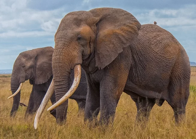 Tarangire National Park day trip