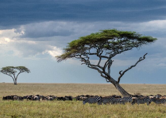 serengeti national park