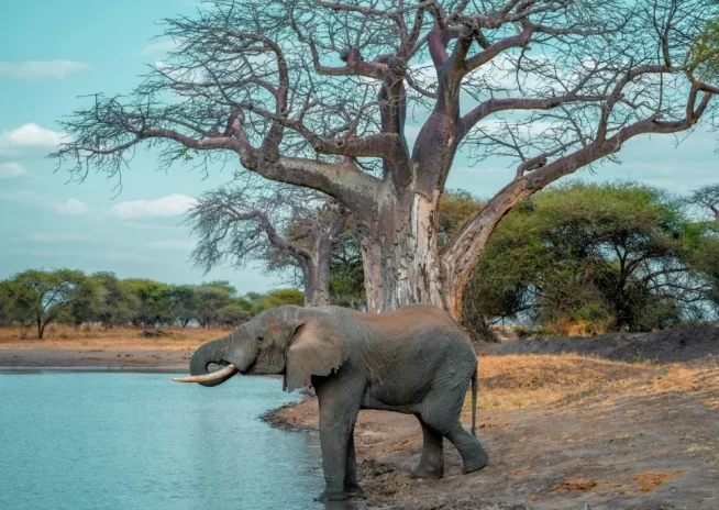 11 Days Bush to Beach: