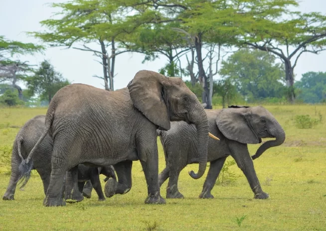 The Ultimate 16-Day Tanzania Adventure