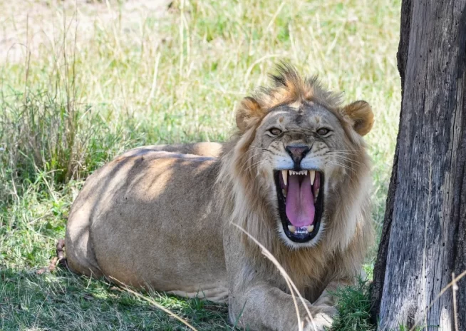 Northern Serengeti