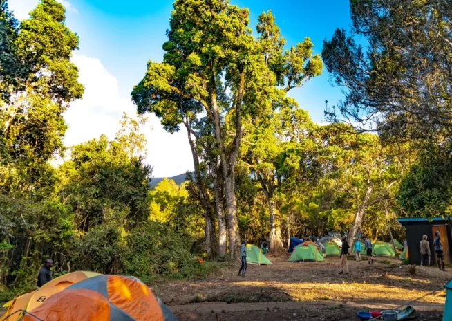 Forest Camp