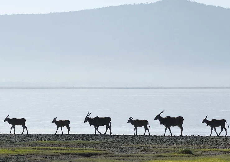 Antelopes silhoutte
