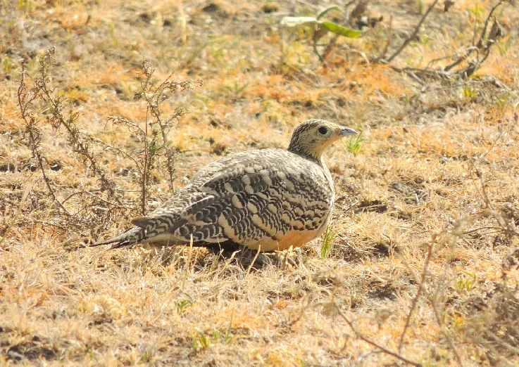 Speckled Dove