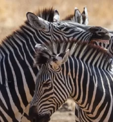 Arusha Day Trips & Cultural Encounters