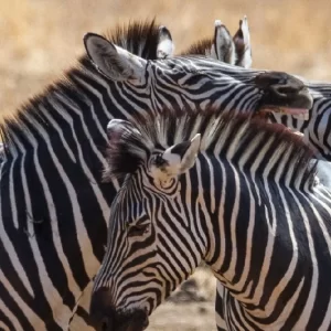 Zebras