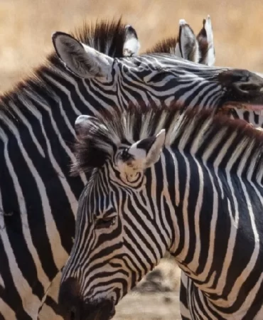 Zebras