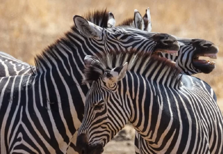 Zebras