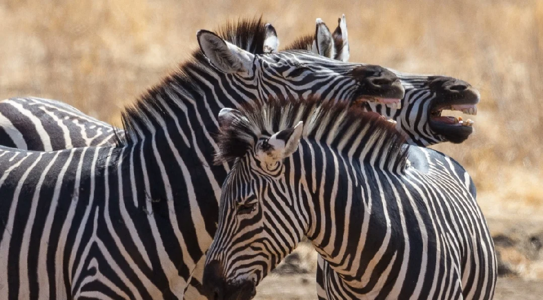 Zebras