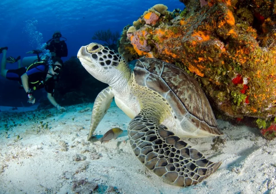 destination-discover-zanzibar-turtle-swim-1200x800