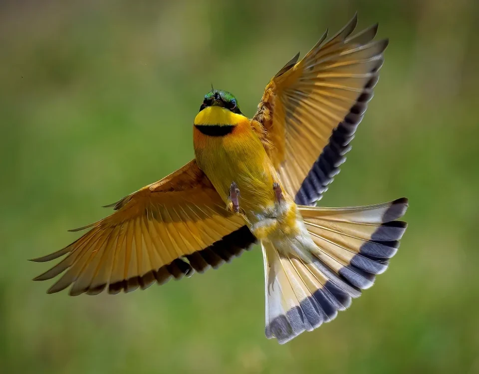 Bee eater in Serengeti