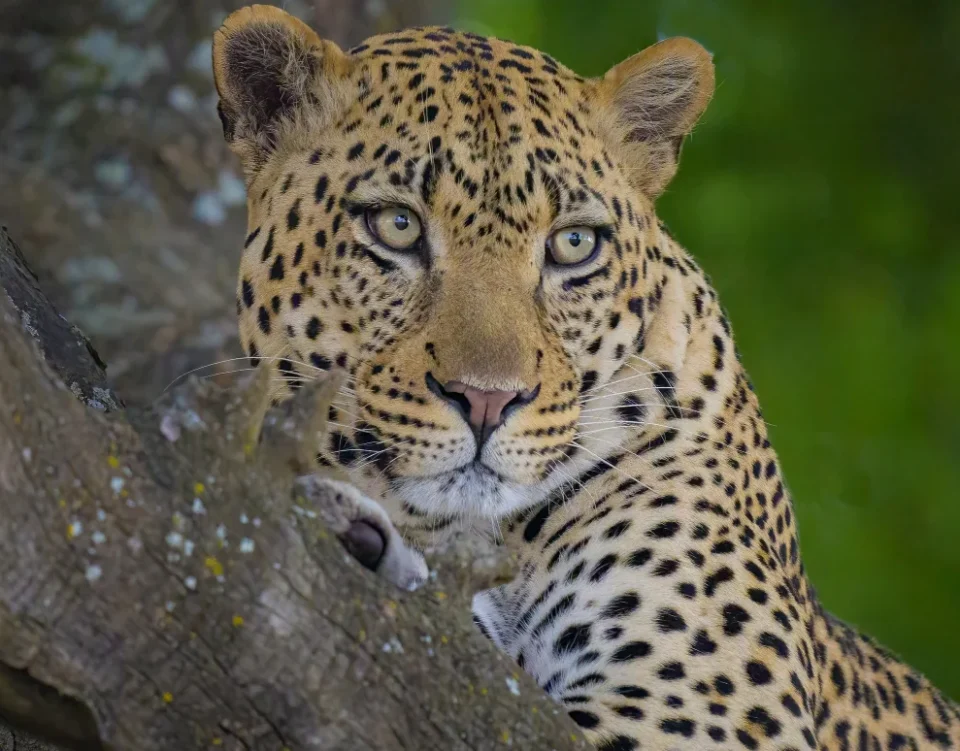 Leopard in Serengeti